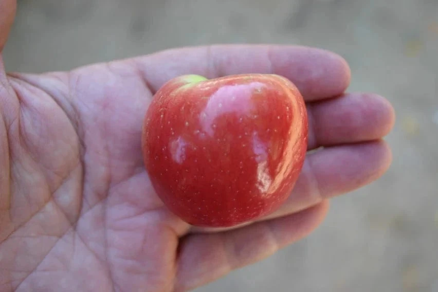 Wickson Crabapple 3 Wickson Crabapple