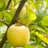 Ananas Reinette Apple -Rain Tree Nursery a083d 1
