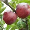 Belmac Apple -Rain Tree Nursery a100 belmac 2 1