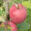 Beni Shogun Apple -Rain Tree Nursery a120 beni shogun 1 1