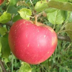 Red Boskoop Apple