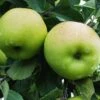 Greensleeves Apple -Rain Tree Nursery a385d greensleeves 1