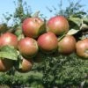 Granniwinkle Cider Apple -Rain Tree Nursery a387 granniwinkle p 27