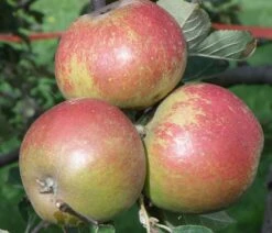 Karmijn De Sonnaville Apple -Rain Tree Nursery a420 karmijn de sonnaville 1