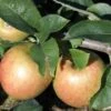 Jonagold Apple Tree 1 Jonagold Apple Tree -Rain Tree Nursery a460jonagold apples 1 1