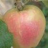 Mott's Pink Apple -Rain Tree Nursery a553 mott pink 1