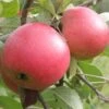 Queen Cox Self-Fertile Apple -Rain Tree Nursery a581 2 1