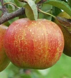 Rubinette Apple 5 Rubinette Apple -Rain Tree Nursery a625 e8c48917 cb96 4e1d a91a 664b3a03410d 1