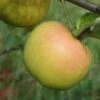 Roxbury Russet Apple 1 Roxbury Russet Apple -Rain Tree Nursery a628 roxbury russet 1
