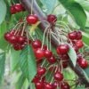 Almaden Duke Cherry -Rain Tree Nursery almaden duke cherry 1