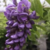 Alpha Amethyst Falls Wisteria 2 Alpha Amethyst Falls Wisteria -Rain Tree Nursery amethyst