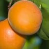 Chinese Sweet Pit Apricot -Rain Tree Nursery apricots c476 chinese sweet pit