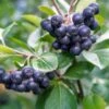 Raintree Select Aronia -Rain Tree Nursery aroure