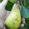 Atlantic Queen European Pear -Rain Tree Nursery atlantic queen pear 2