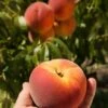 Avalon Pride Peach -Rain Tree Nursery avalon pride peach