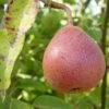 Ayer's European Pear -Rain Tree Nursery ayers pear 1