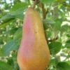 Abbe Fetel European Pear -Rain Tree Nursery b025 abbe fetel 1