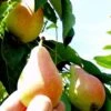 Arganche European Pear 2 Arganche European Pear -Rain Tree Nursery b037 araganche 1