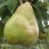 Comice European Pear -Rain Tree Nursery b080 comice 1