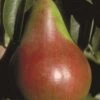Pound European Pear -Rain Tree Nursery b187 pound european pear 31 1