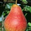 Ubileen European Pear -Rain Tree Nursery b260 ubileen pear 3 1 1