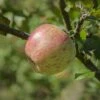 Bardsey Apple 1 Bardsey Apple -Rain Tree Nursery bardseyapple