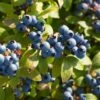Big Blueberry Bundle No.2 -Rain Tree Nursery bbbs2
