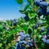 Big Blueberry Bundle No.1 -Rain Tree Nursery bbbs3