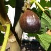 Beall Fig 2 Beall Fig -Rain Tree Nursery beall 1 1