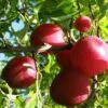 Beauty Asian Plum -Rain Tree Nursery beauty plum 1 1 1