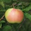 Bella™ Apple -Rain Tree Nursery bellaapple