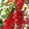 Rovada Red Currant -Rain Tree Nursery best rovada red currant 1