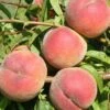 Betty Peach -Rain Tree Nursery betty peach 1 1