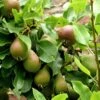 Beurre Super Fin European Pear -Rain Tree Nursery beurrepear 1 1