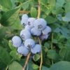 Biloxi Blueberry -Rain Tree Nursery biloxi