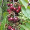Bing Cherry -Rain Tree Nursery bing cherry 1 1