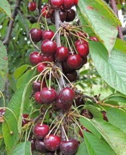 Bing Cherry