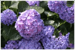 Let's Dance® Blue Jangles® Reblooming Hydrangea -Rain Tree Nursery bjangle
