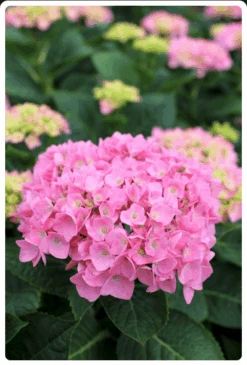 Let's Dance® Blue Jangles® Reblooming Hydrangea -Rain Tree Nursery bjangle2