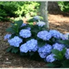 Let's Dance® Blue Jangles® Reblooming Hydrangea -Rain Tree Nursery bjangle4