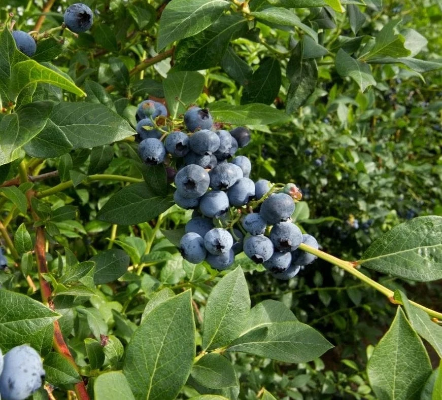 Bluejay Blueberry 3 Bluejay Blueberry