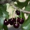 Black Tartarian Cherry -Rain Tree Nursery black tartarian 600x635 1