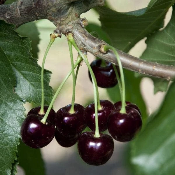 Black Tartarian Cherry 3 Black Tartarian Cherry