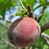 Black Boy Peach -Rain Tree Nursery black boy peach 1