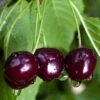 Black Gold Cherry -Rain Tree Nursery black gold cherry