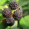 Alpha Jewel Black Raspberry -Rain Tree Nursery black raspberry