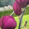 Black Tulip Magnolia -Rain Tree Nursery blacktulip