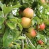 Bramley Apple -Rain Tree Nursery bramley 1 1