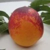 Speckled Egg Nectarine -Rain Tree Nursery c578 speckled egg 1 1 1