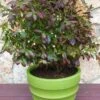 Cabernet Splash ™ Blueberry -Rain Tree Nursery cabsplash w logo 1